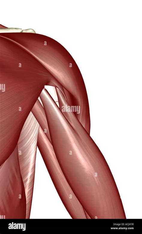 The muscles of the shoulder Stock Photo - Alamy