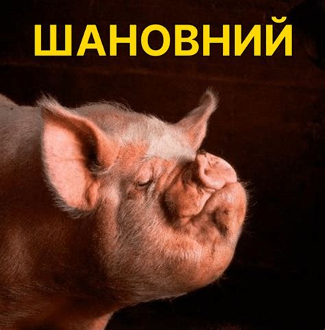 свинья свинка GIF - Свинья Свинка Свин - Discover & Share GIFs
