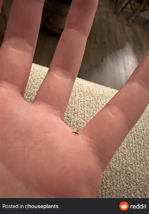 What is this insect? Thought fungus gnats but they’re in my bathroom