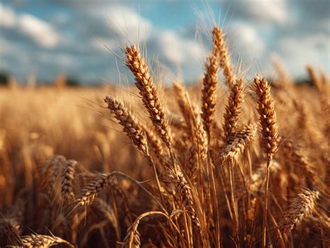 discover puffed wheat benefits nutrition  epicureanearthcom