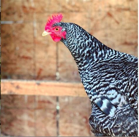 chicken   egg   dream farms