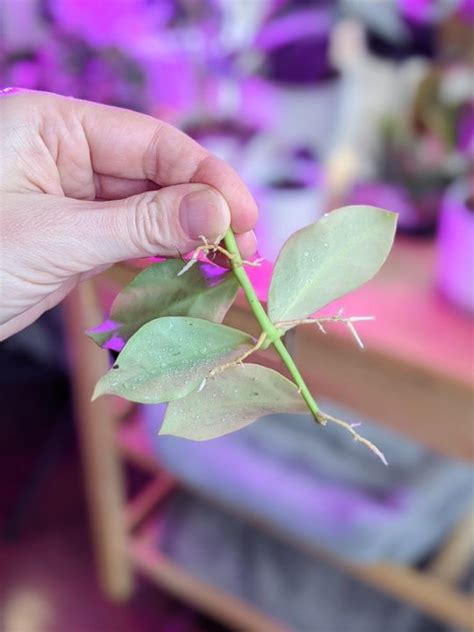 Hoya Obscura & my experience rooting and caring for this rare Hoya!
