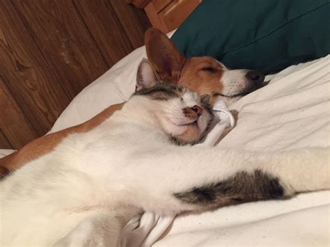 Just paying the cuteness forward. KittyBoo and CorgiBear. : r