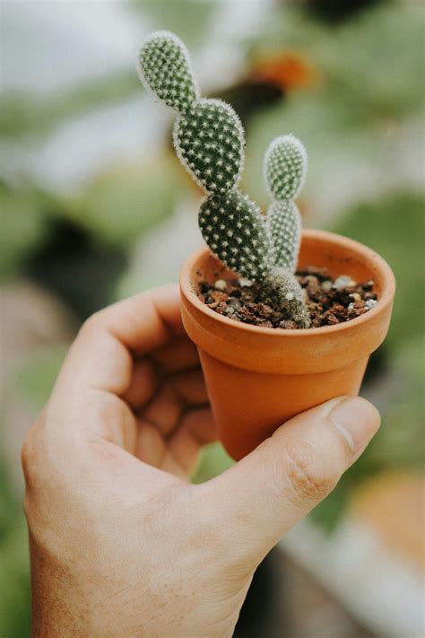 Yellow Potted Flowers · Free Stock Photo