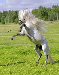 Hugi.is - Hestar - Myndir - Hestar