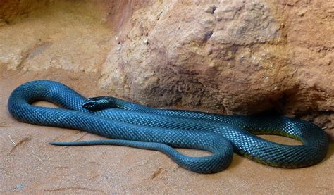 Download Snake Animal Taipan Image
