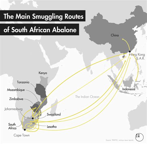 Oxpeckers | smuggling routes small