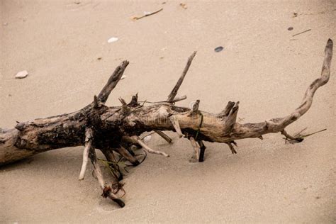 Driftwood on the beach stock photo. Image of nature - 174083782