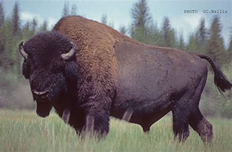 Bison - Alberta Wilderness Association