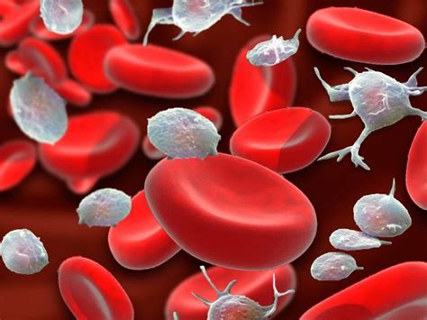 O Que São Plaquetas No Sangue - 6