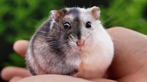 hamster winter hewan kecil menggemaskan  keunikan musim dingin