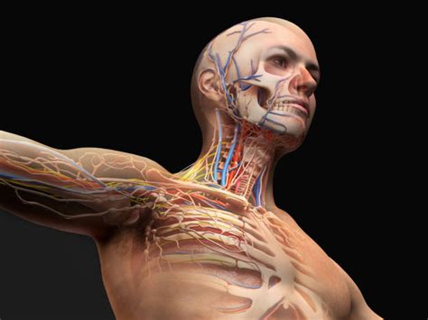 1,100+ Lymphatic System Diagram Stock Photos, Pictures & Royalty-Free ...