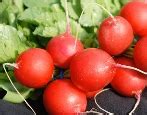 Сорта редиса — список по алфавиту