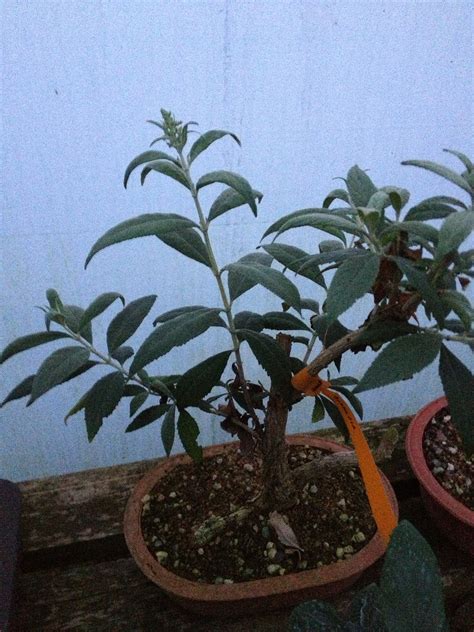 Topical Times – Late flowers on the sales bench – John Hanby Bonsai