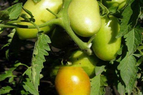 Томат Колокольчик: отзывы, фото, урожайность, характеристики и описание ...