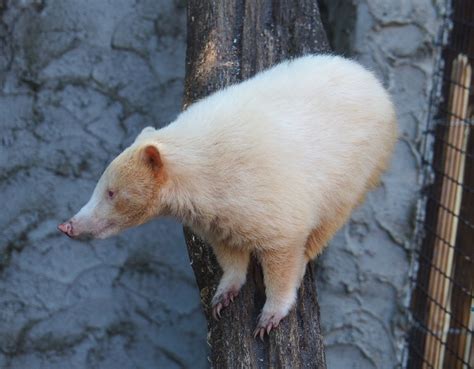 Albino Ring-tailed coati (Nasua nasua), 2020-06-20 - ZooChat