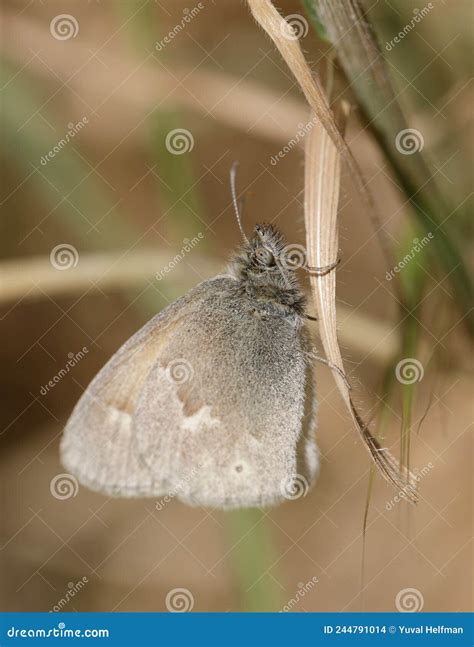 Common Ringlet Butterfly Stock Photography | CartoonDealer.com #118027934