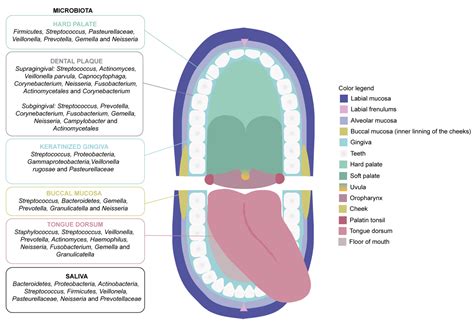 Dental Microbiome at Alannah Thwaites blog