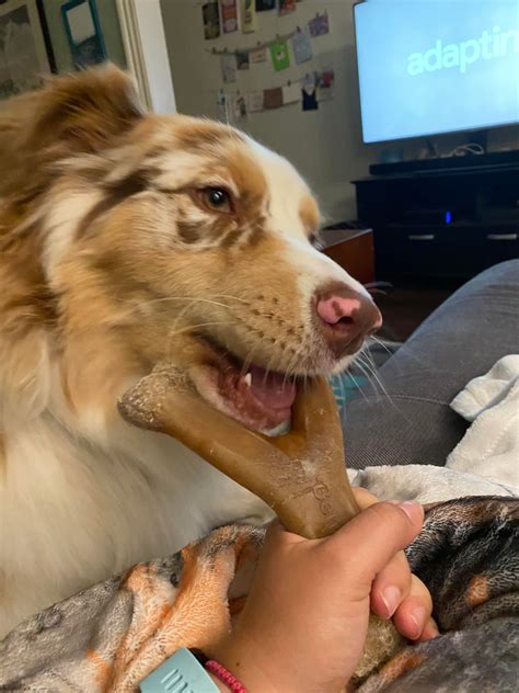 He likes to bring me his bone and drop it on me so I’ll hold it so he