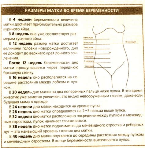 Размеры матки: нормы и отклонения, и их причины