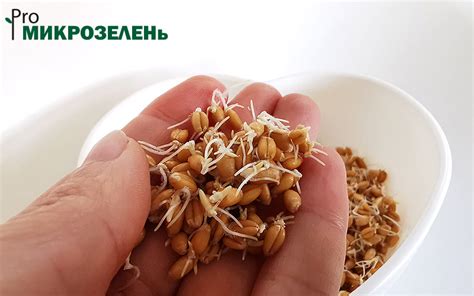 Как проращивать пшеницу в домашних условиях для еды: выбор семян ...