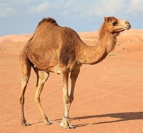 5 Jenis Unta yang ada di Dunia, Hewan yang Tangguh – Rakcer.ID