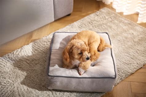 Which are the Best Orthopedic Dog Beds? - Petstar