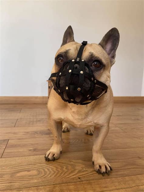 dog muzzle  french bulldog frenchies   etsy