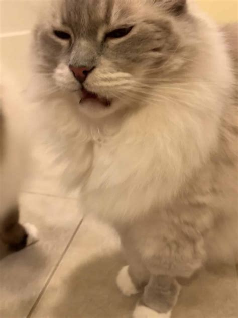 Why Do Cats Leave Their Mouth Open After Smelling? (Stinky Face!)