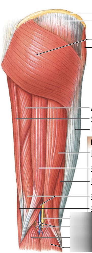 anatomy exam     thigh diagram quizlet