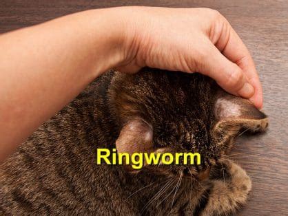 Ringworm - Emergency Animal Care Braselton