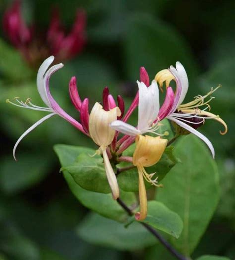 Underbara kaprifol: Visste du det här om den älskade blomman? | Blommor ...