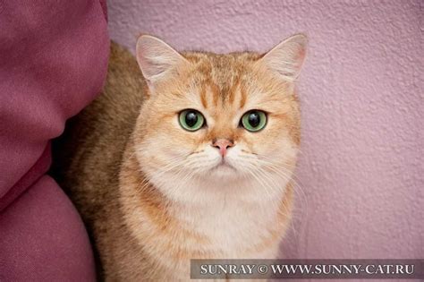 Породы кошек с 13573 фото и названиями, 791 кошка и кот. Sunny Cat