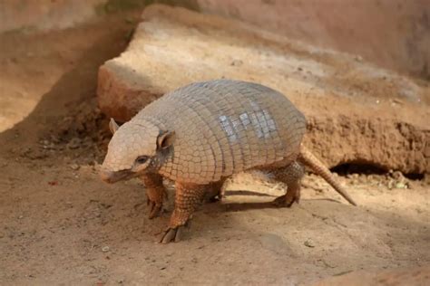 Where Do Armadillos Live? - Worldwide Nature