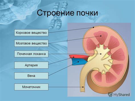 Презентация на тему: "Сушенцова Ольга Николаевна МОУ «Гимназия 4 ...
