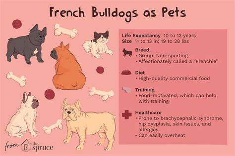 Are French Bulldogs Easy To Care For