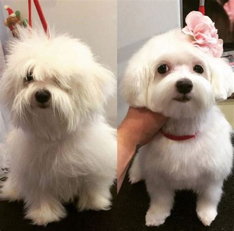 How To Groom Maltese Poodle