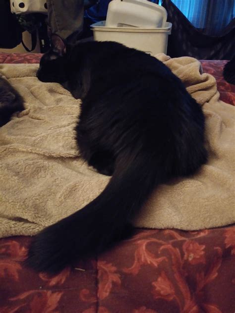Hi is thicc. : aww