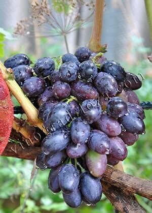 Описание сорта винограда Кодрянка: фото, видео и отзывы | Vinograd-Loza
