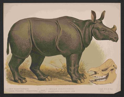indian rhino  rhino resource center