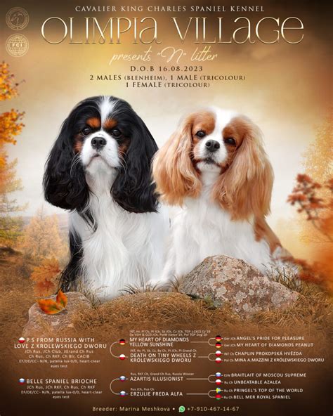 Кавалер кинг чарльз спаниель купить щенка. 8-910-4671467