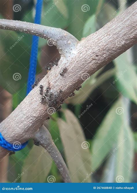 Ants Colony Above On Green Leaves Baclground Stock Photo