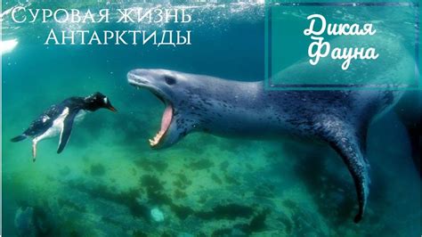 Морской леопард великий враг пингвинов/Sea leopard - YouTube