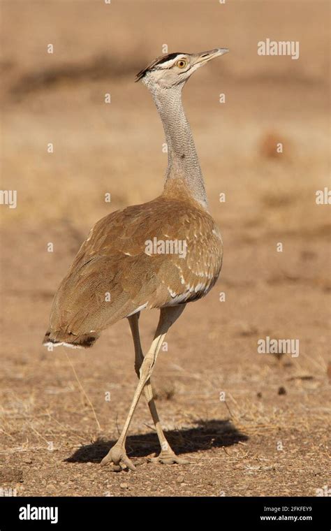 Arabian Bustard in Awash National Park in Ethiopia Stock Photo - Alamy