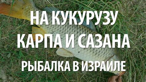 ЛОВЛЯ КАРПА и САЗАНА на КУКУРУЗУ. РЫБАЛКА в ИЗРАИЛЕ на ОЗЕРЕ КИНЕРЕТ ...