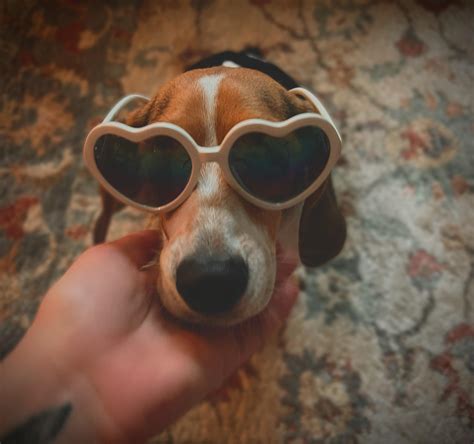 Gross Gland Issues! : r/beagles