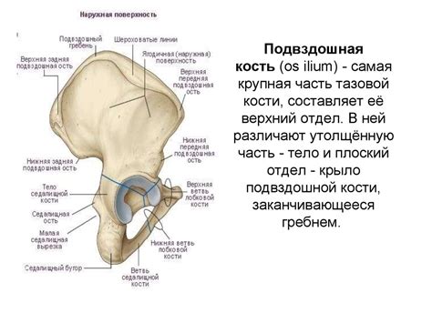 Боль в подвздошной кости у мужчин и женщин: причины, диагностика ...