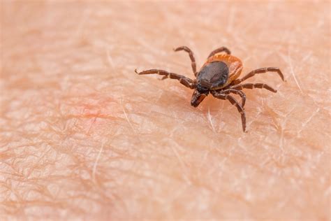 Ticks - Pest Control