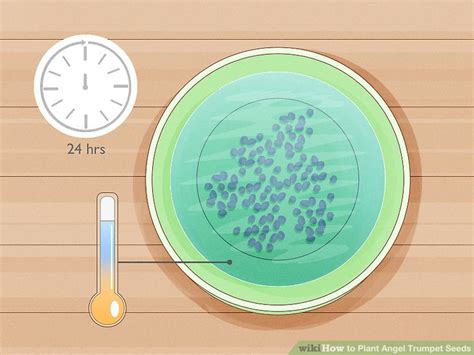 How to Plant Angel Trumpet Seeds (with Pictures) - wikiHow