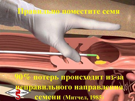 Техника искусственного осеменения - презентация онлайн